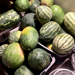 西瓜 奥扎克 每份3粒 蔬菜农作物一年生植物阳台盆栽地栽庭院