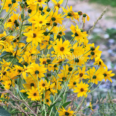 原生向日葵种子合集 每份5粒 Helianthus属一二年生植物阳台花镜