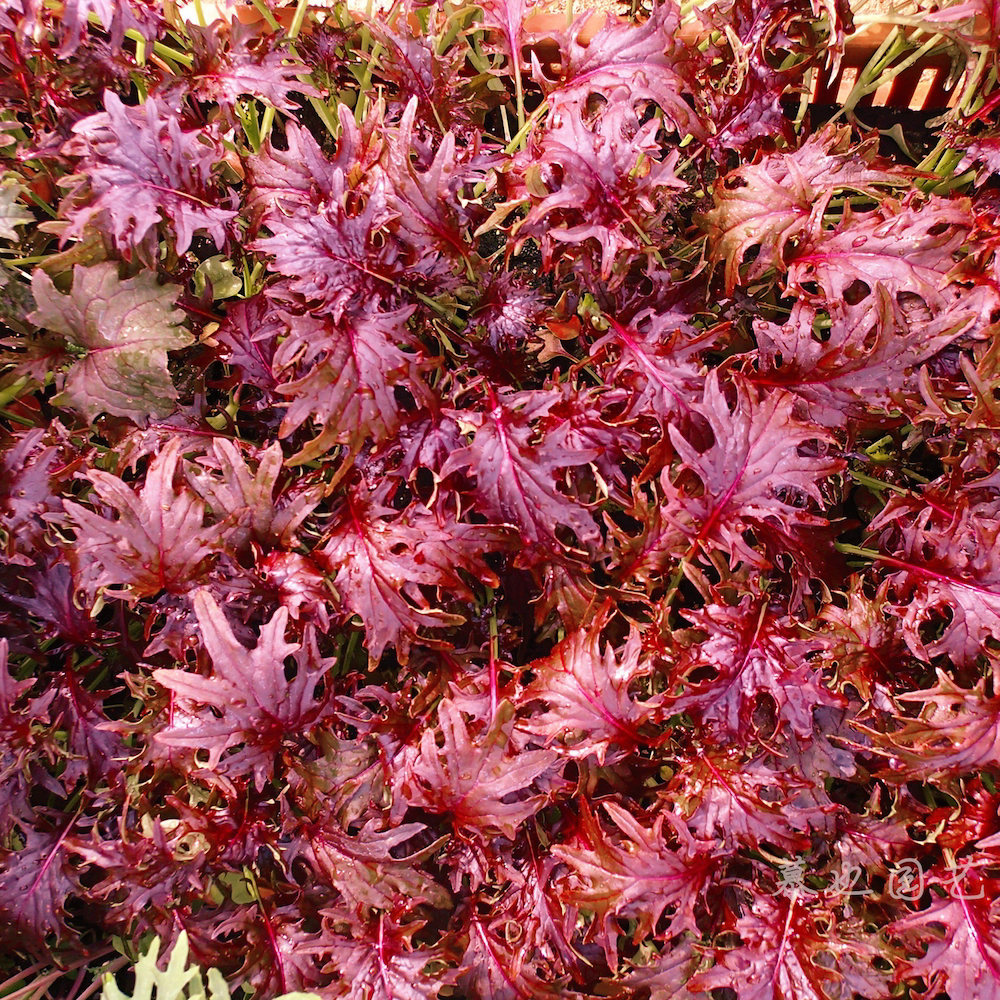 羽衣甘蓝 红色卢布  四季可播种 生菜种子 10粒一份 可盆栽