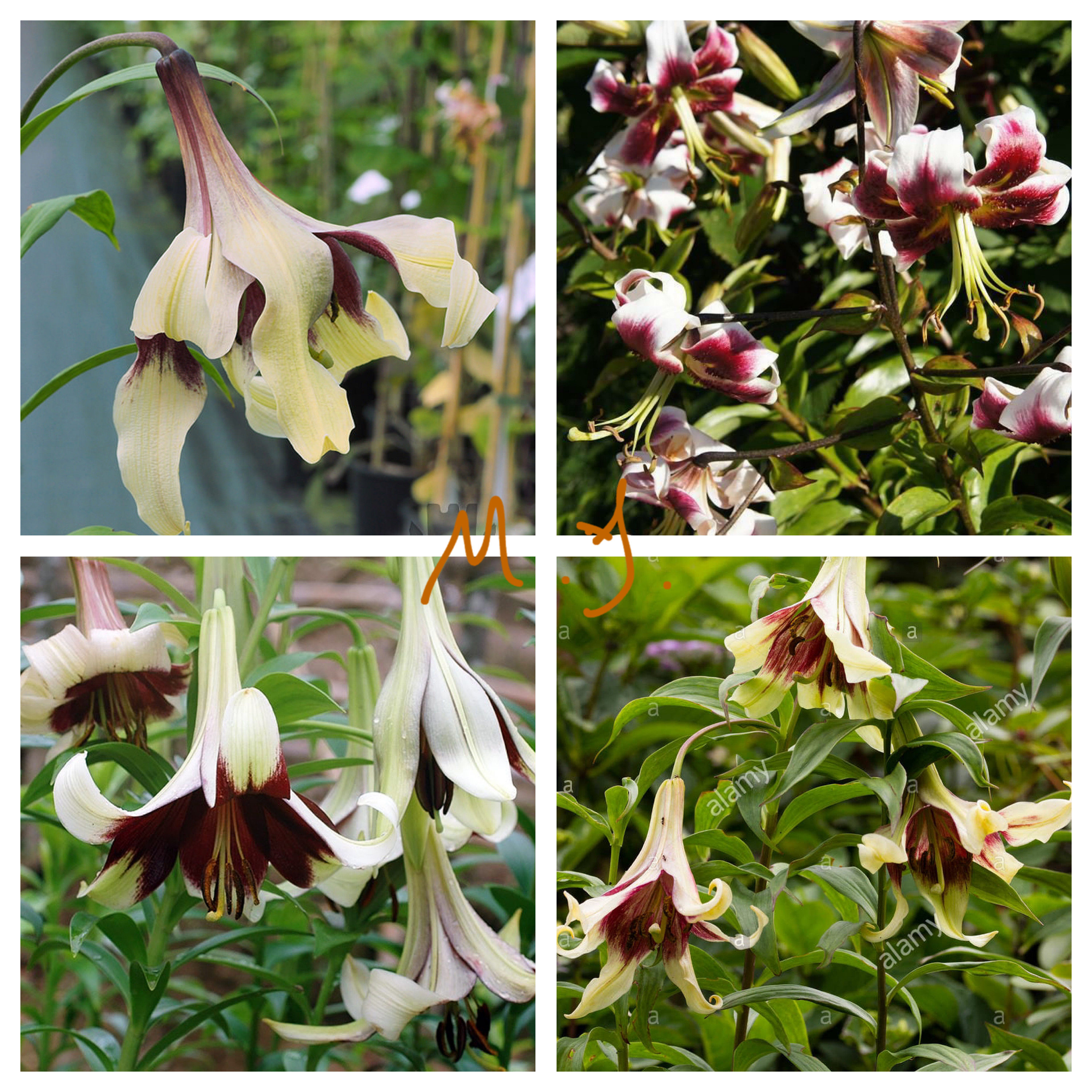 尼泊尔紫斑百合 原生种1粒    数量不多 花很大