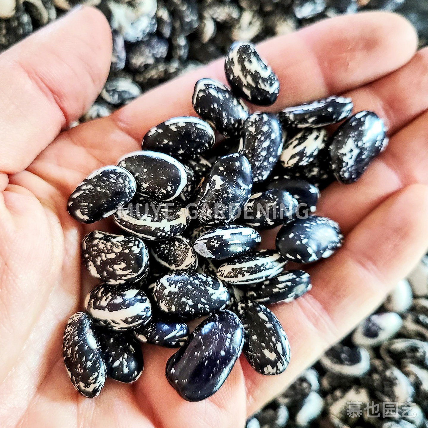 菜豆缸豆四季豆种子合集 可食用豆类四季蔬菜盆栽阳台地栽庭院图片