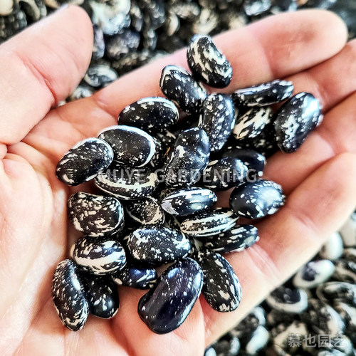 菜豆缸豆四季豆种子合集 可食用豆类四季蔬菜盆栽阳台地栽庭院