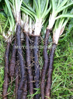 西班牙鸦葱 黑色婆罗门参 种子5粒 二年生可食用植物 耐寒菊科