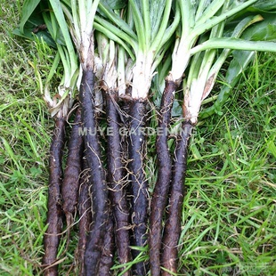 西班牙鸦葱 黑色婆罗门参 种子5粒 二年生可食用植物 耐寒菊科