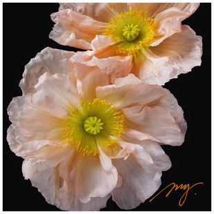 冰岛虞美人 每份5粒超级巨大花鲜切花意大利蜂鸟系列阳台盆栽庭院