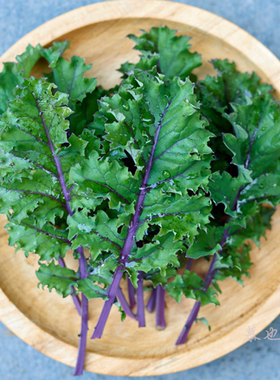 羽衣甘蓝 红色俄国人 每份10粒 蔬菜沙拉阳台盆栽地栽花镜庭院