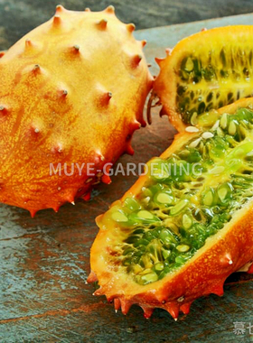 刺角瓜 非洲角黄瓜 火参果 每份5粒 蔬菜农作物一年生藤本植物