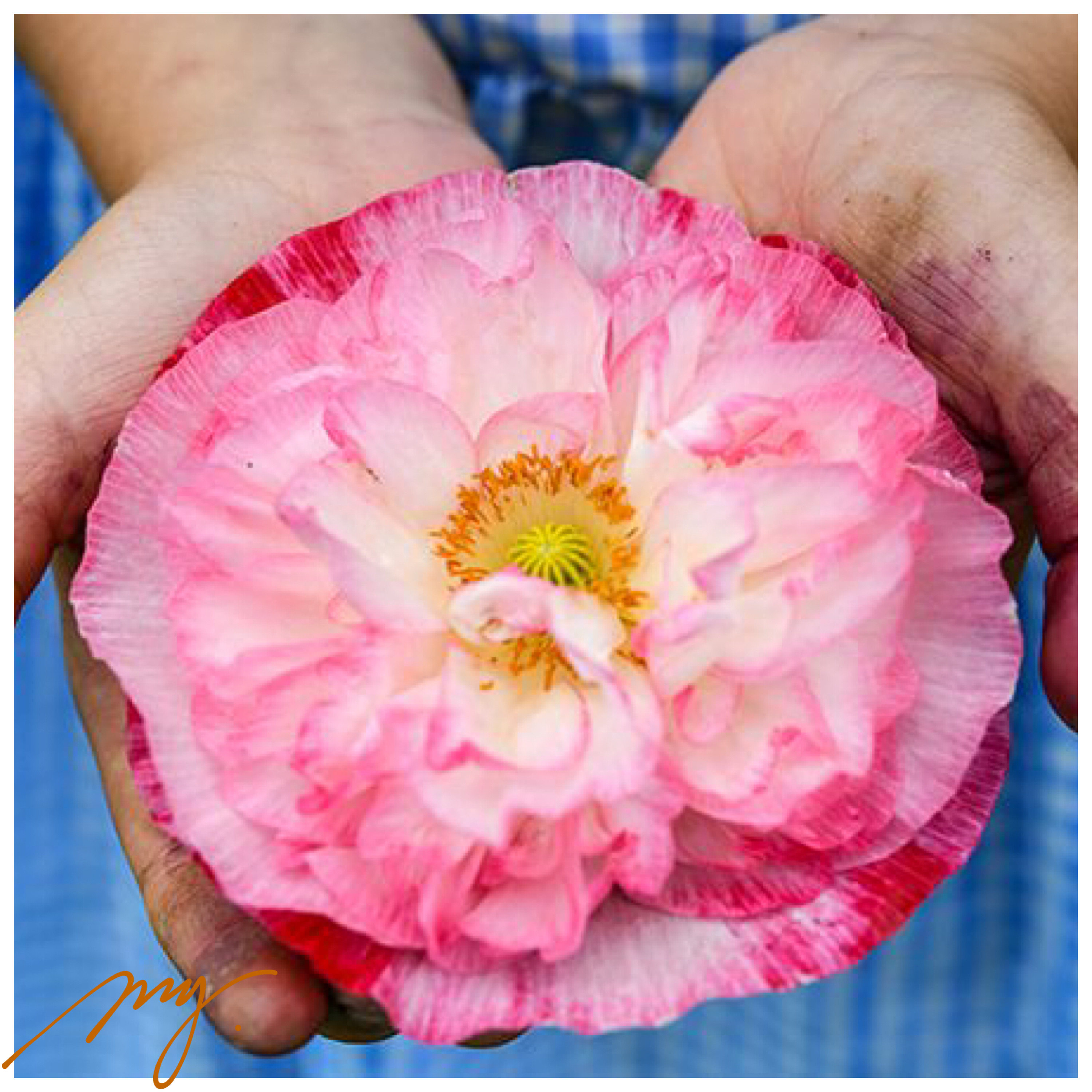 雪莉虞美人 至高无上 至尊  10粒种子大花重瓣 花量大花瓣多