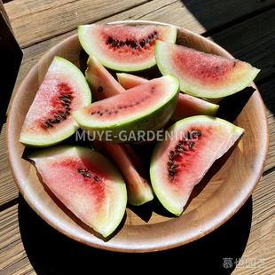 西瓜 西班牙品种 每份3粒 蔬菜农作物一年生植物阳台盆栽地栽庭院
