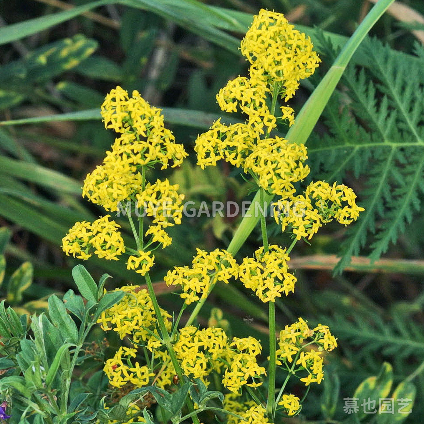 蓬子菜 每份20粒 可食用草药染料多年生植物阳台盆栽地栽花镜庭院