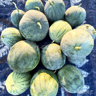 西瓜 波多黎各 每份3粒 蔬菜农作物一年生植物阳台盆栽地栽