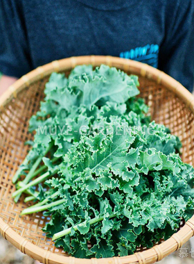 羽衣甘蓝 蓝色苏格兰人 每份20粒 蔬菜沙拉阳台盆栽地栽花镜庭院