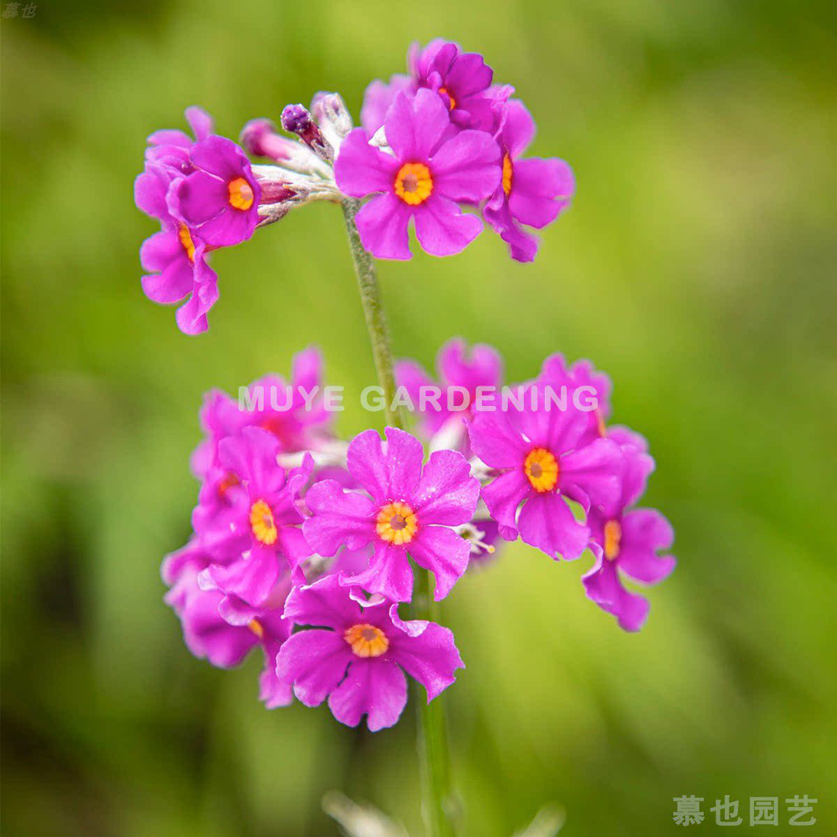 霞红灯台报春花  10粒 盆栽花卉庭院植物花卉种子原生种耐寒