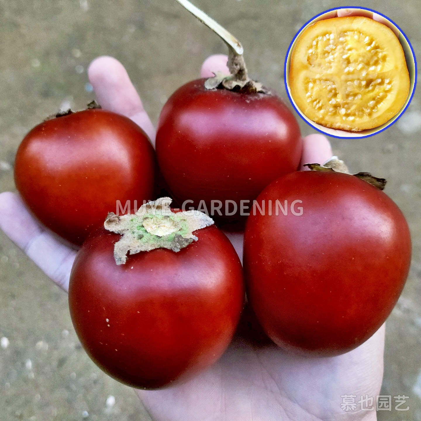 无柄花茄 热带水果沙拉果酱 即食水果浆果阳台盆栽地栽庭院