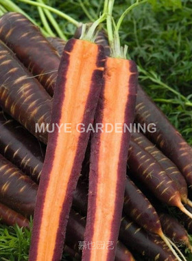 胡萝卜 哈兹杂交F1 每份10粒 紫色皮橙色果肉甜度高适合生吃