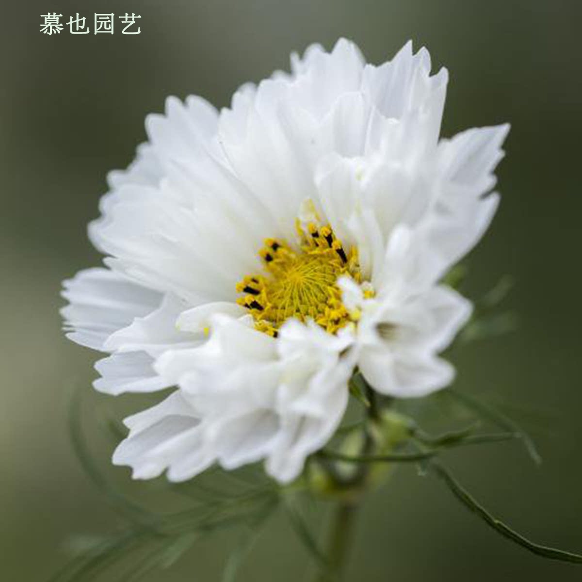 波斯菊 白色重瓣 5粒 庭院切花植物勤花盆栽