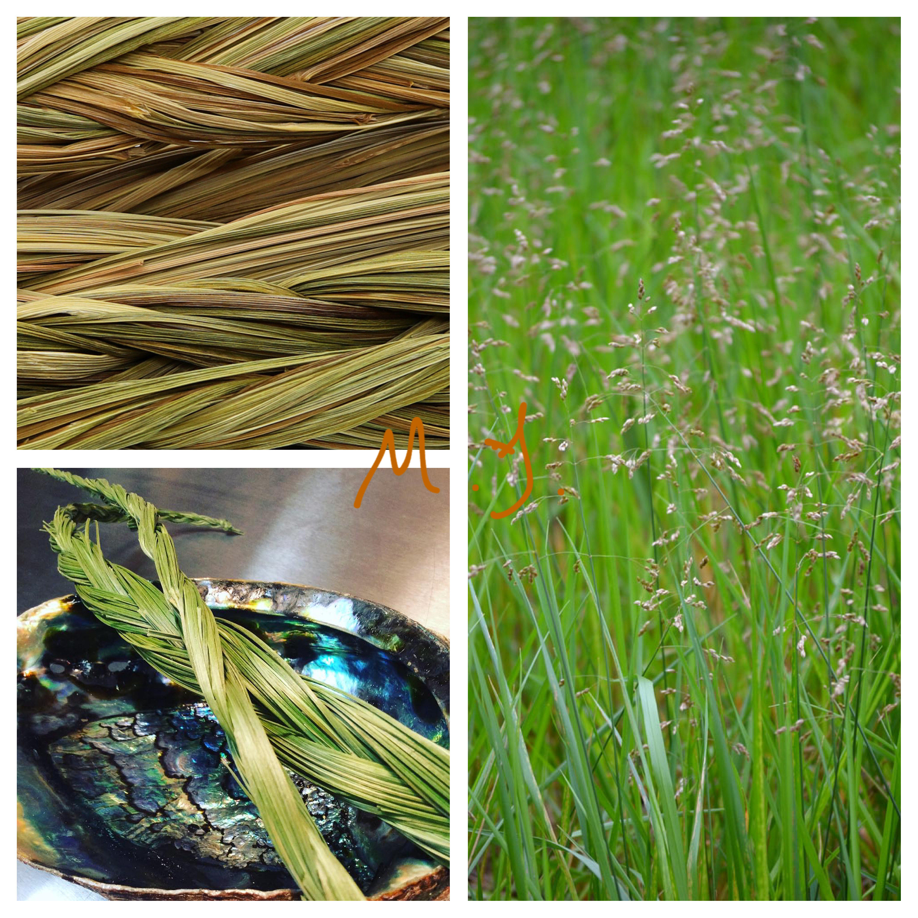 茅香 甜草禾本科植物 5粒