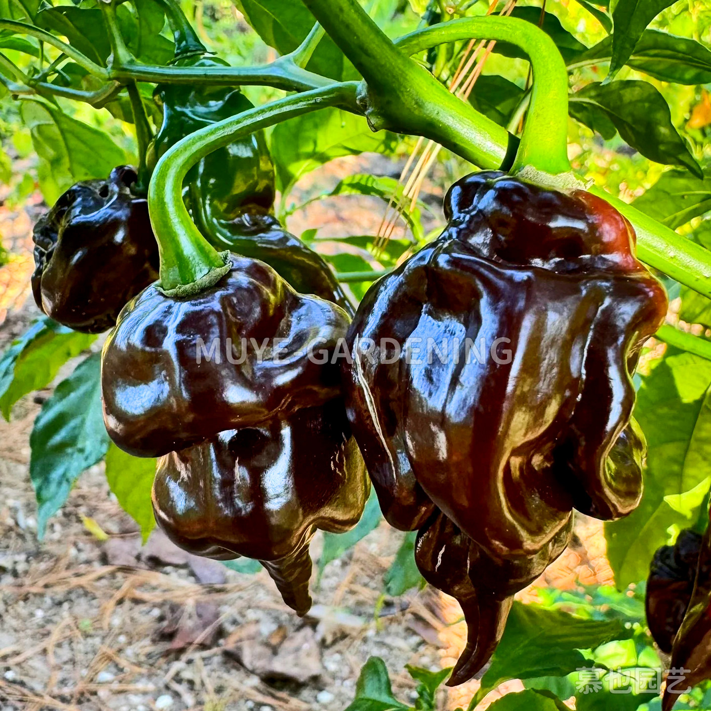 棕色辣椒种子合集C 每份3粒 食用观赏蔬菜传家宝可留种阳台盆栽