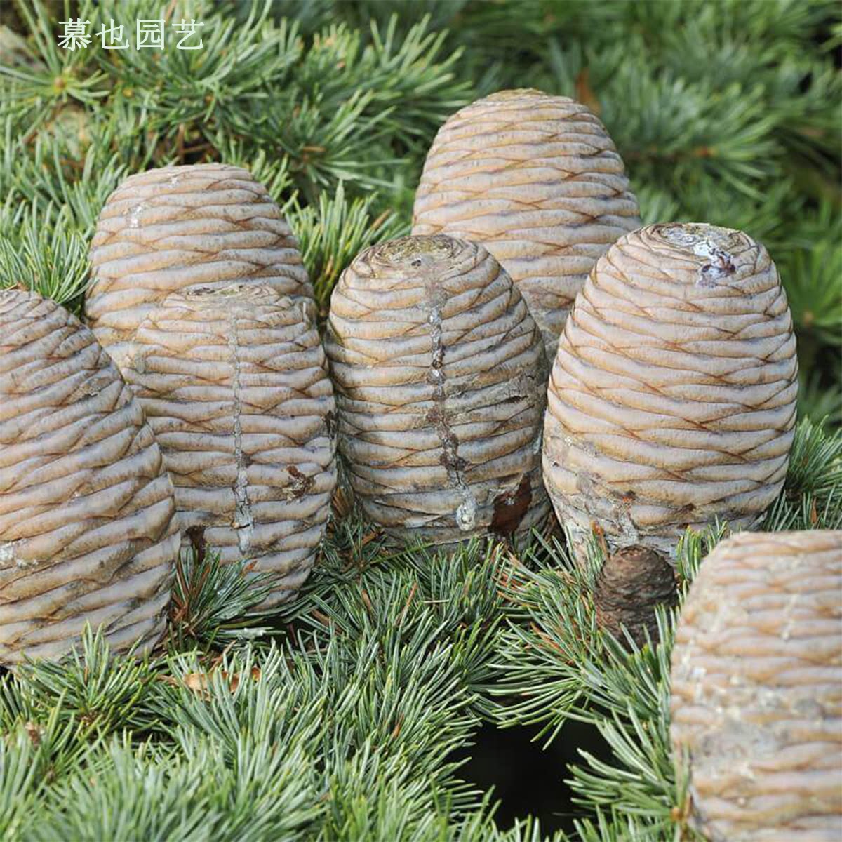 【种子】黎巴嫩雪松 5粒香薰精油植物 大型树木多年生耐寒