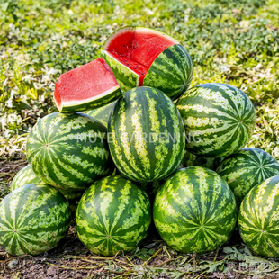西瓜 蓝丝带 每份3粒 蔬菜农作物一年生植物阳台盆栽地栽花镜庭院