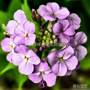 欧亚香花芥 每份5粒 可食用野菜十字花科二年生植物阳台盆栽花镜