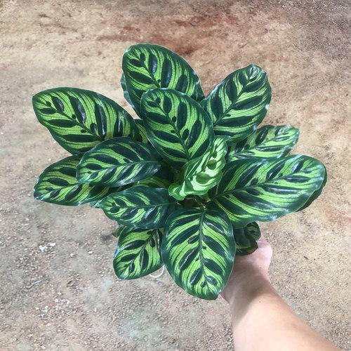 观叶绿植绿植观叶孔雀竹芋四季