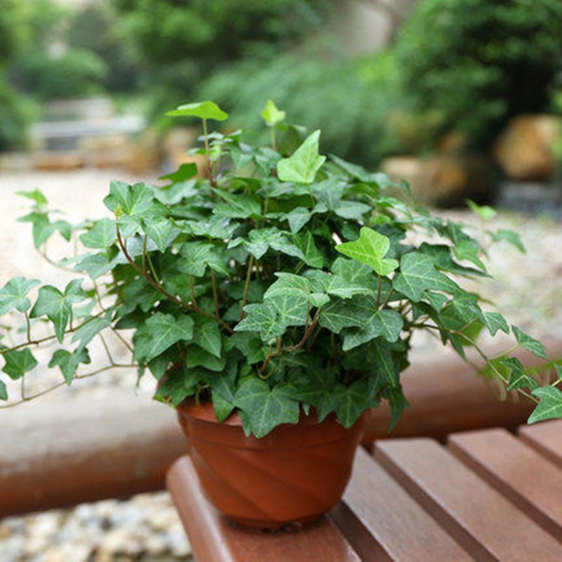 吊盆花卉长春藤植物悬挂式绿植四季青常青藤垂下来的绿植挂篮家养 鲜花速递/花卉仿真/绿植园艺 绿植 原图主图