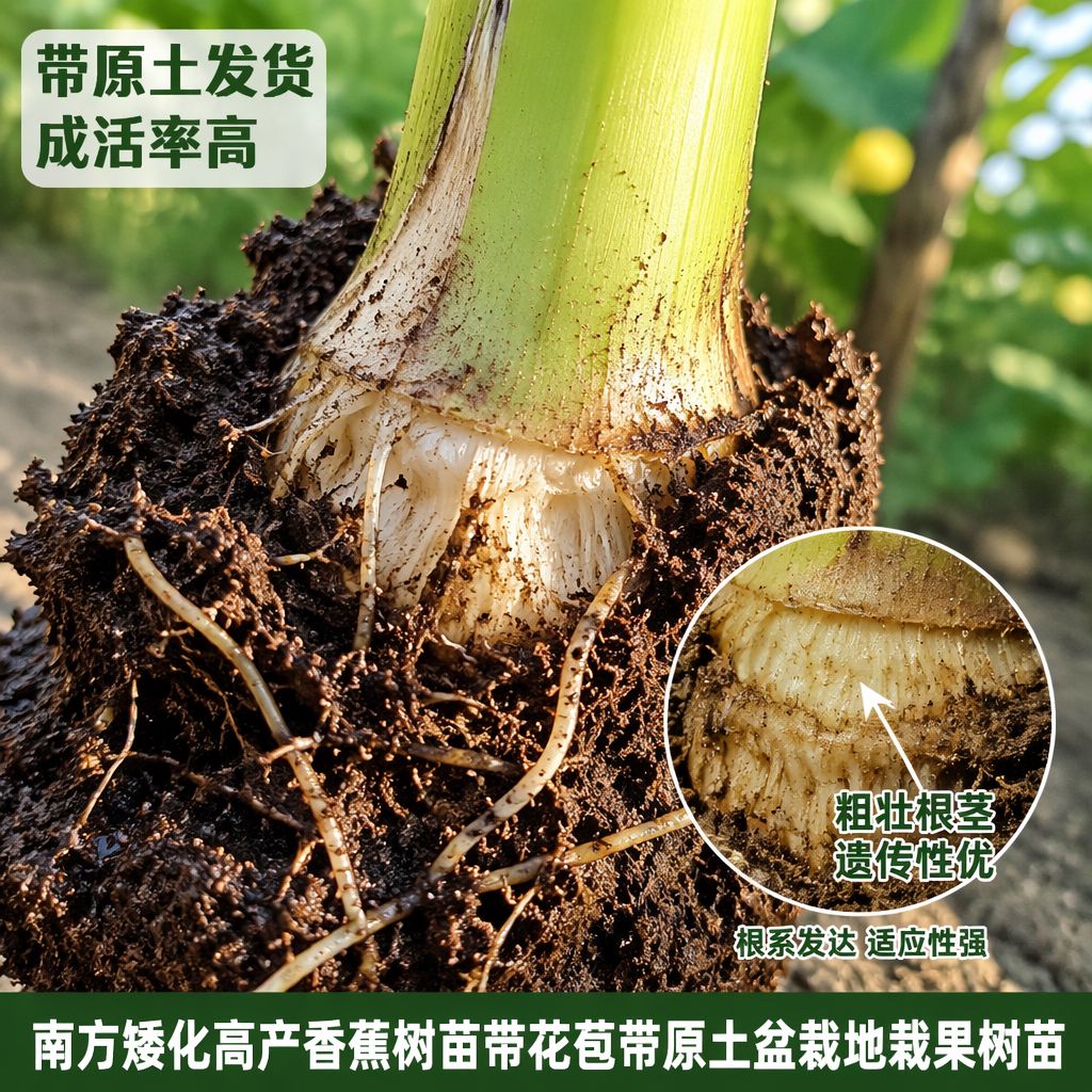 矮粉一号香蕉树苗1.8米出果