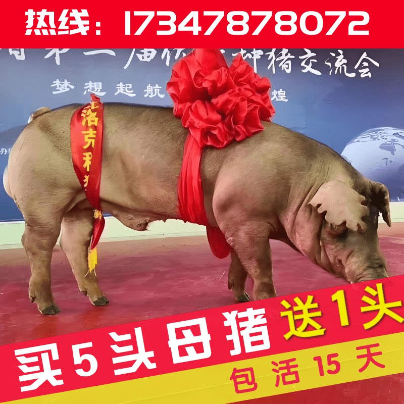 原种一代新美系杜洛克种公猪母猪