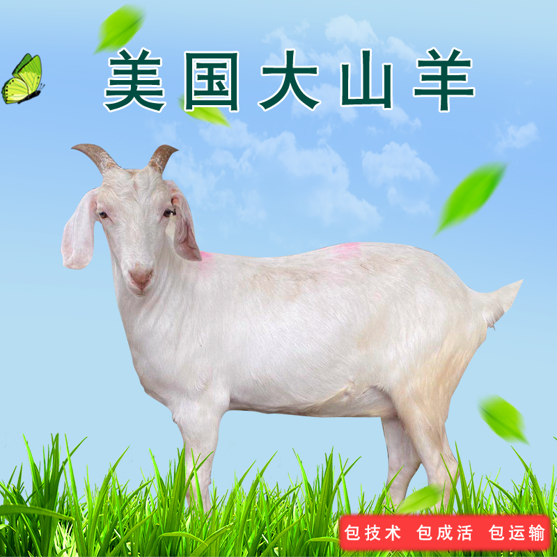 白山羊活苗小羊羔成年种羊纯种美国白山羊活苗怀孕