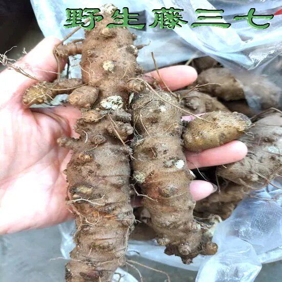 野生新鲜藤三七 土田七  川七 种根 块根 种球爬藤绿植