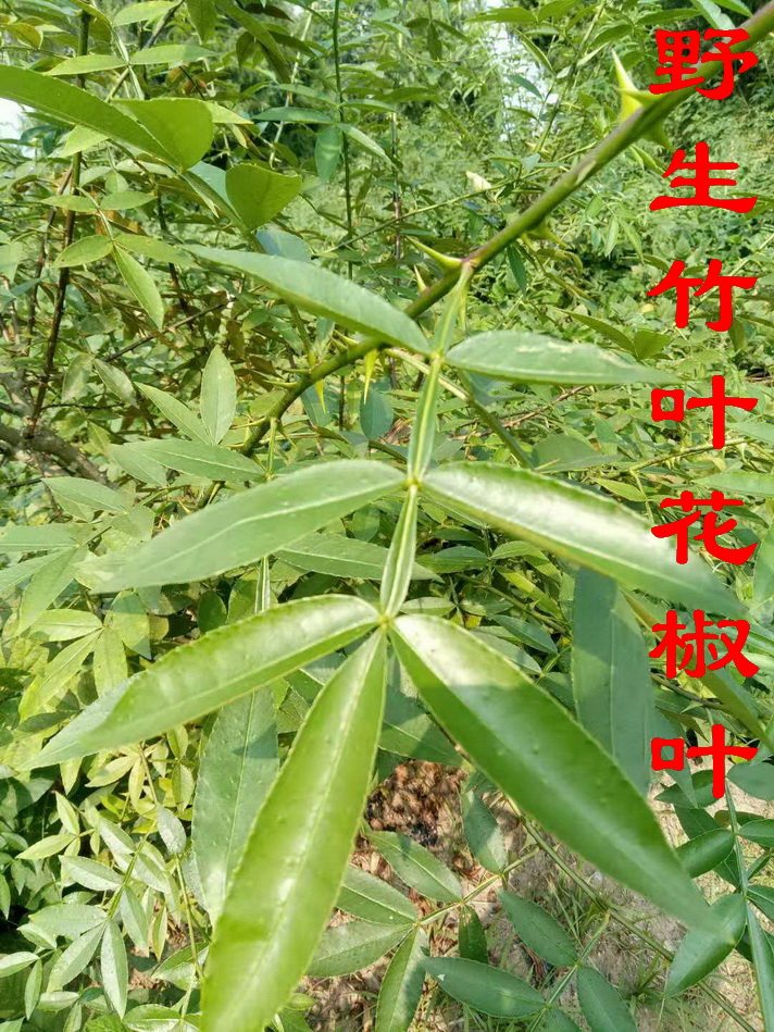 野生花椒叶 竹叶椒叶 土花椒叶 山花椒叶 狗屎椒叶 鲜品500克