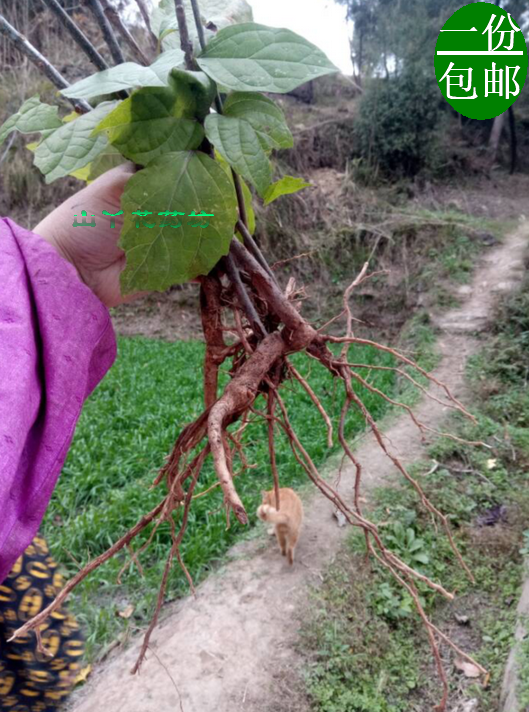 新鲜臭牡丹根 矮桐子 臭枫根 臭八宝 臭芙蓉 野生中药材500克
