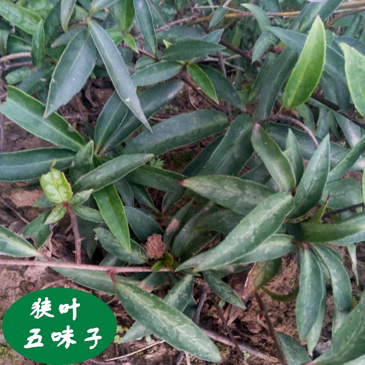 现采小血藤 香血藤 钻骨风 野五味子 狭叶五味子野生中草药 500克