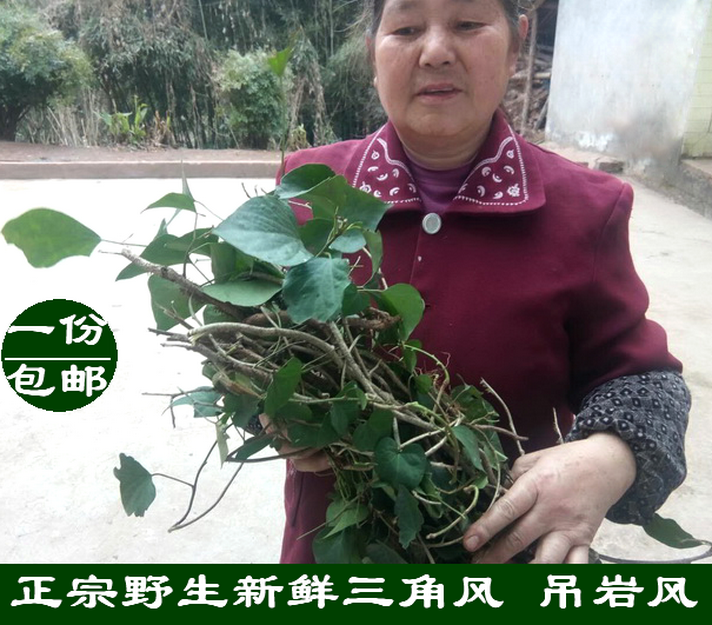 三角风 吊岩风 爬山虎 三皮风野生中药材 月子煮水洗澡 鲜品500g