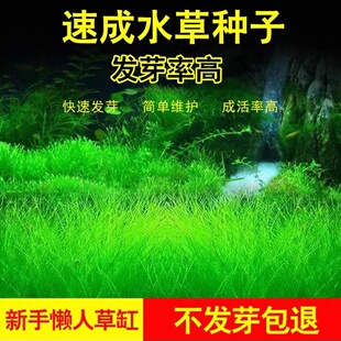 水草种子种孑植物活真草草缸鱼缸造景套餐牛毛草水草籽子快速成景