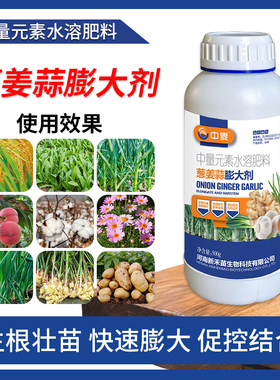 大葱生姜大蒜地下根茎块膨大正品