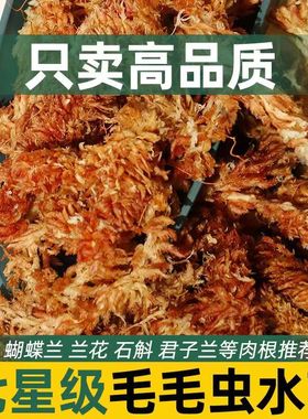 智利进口水苔红草毛毛虫水苔藓蝴蝶兰兰花专用土植物乌龟冬眠保湿