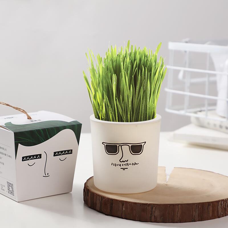 办公室小花农价格 办公室小花农图片 星期三