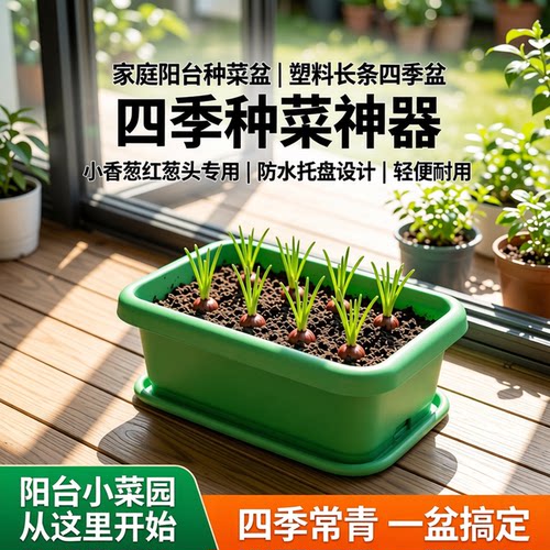 种植长条四季小香葱红葱头种菜盆
