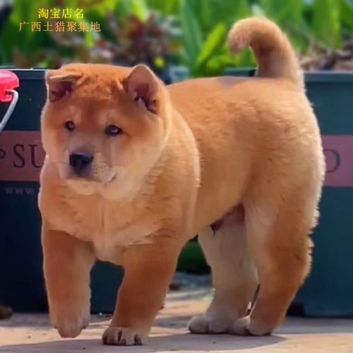 黄狗白面宠物中型中华田园犬看家