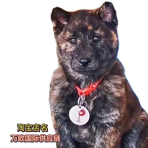 虎斑宠物中型中华田园犬看家护院