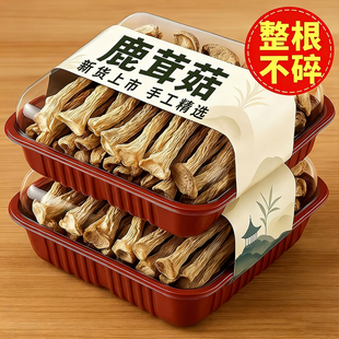 当季 新货鹿茸菇手工精选无碎无渣煲汤农家特产鲜美干货食材排骨汤