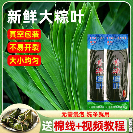 情田香源中大号特大家用新鲜粽子叶芦苇叶竹子叶包粽子箬竹叶专用