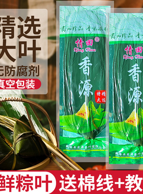 情田香源真正宗大号特大号老式新鲜纯粽子叶芦苇叶包粽子专用