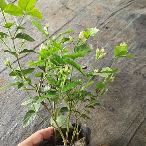 小苗笔尖茉莉浓香开花多复花快好养茉莉花喜阳植物