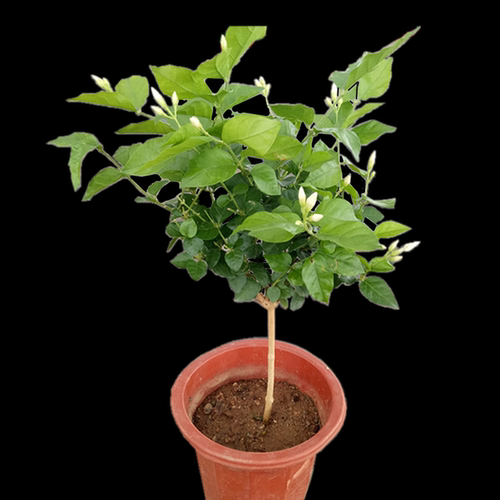 绿植阳台四季栽培可食用单瓣植物