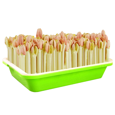 大款花生盘豆芽水培芽苗菜专用盆