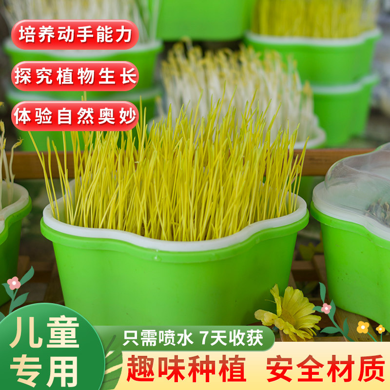 纸上种菜无土栽培芽苗菜幼儿园图片