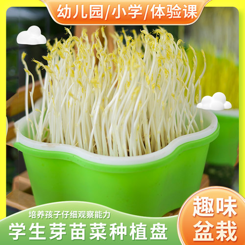 纸上种菜无土栽培芽苗菜幼儿园